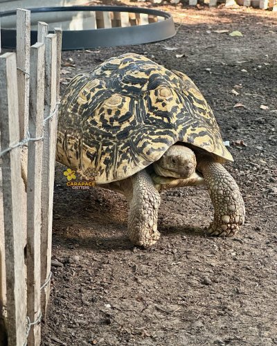 Photo post from carapacecritters.