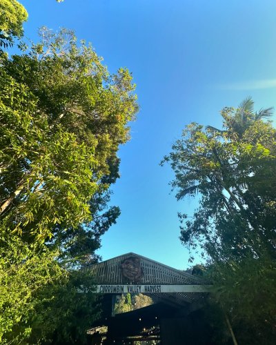 Carousel post from currumbinvalleyharvest.