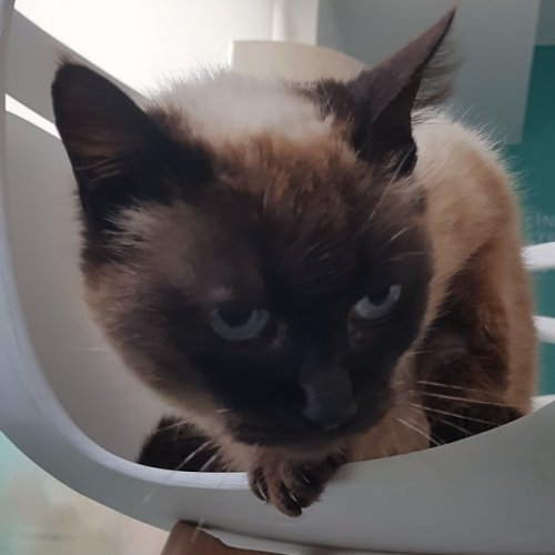 Carousel post from clinica_veterinaria_dourosul.
