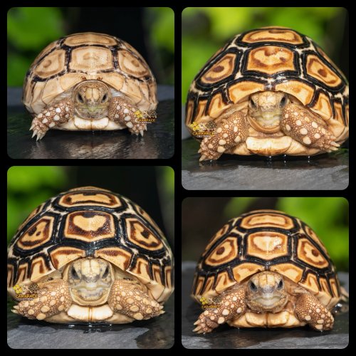 Photo post from carapacecritters.