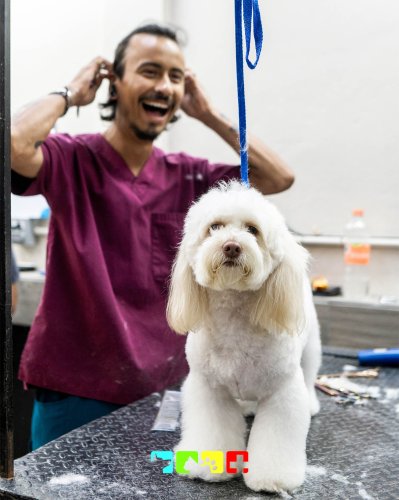 Photo post from medicalpettj.