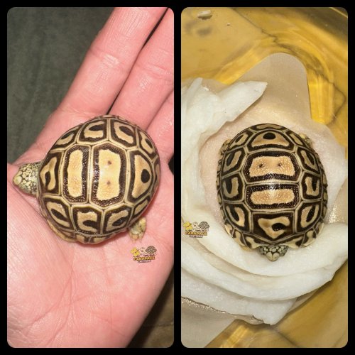 Photo post from carapacecritters.