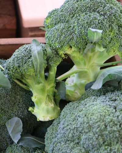 Carousel post from currumbinvalleyharvest.