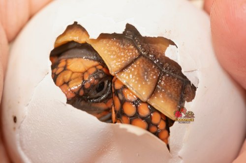 Photo post from carapacecritters.