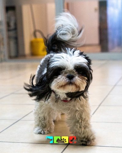 Photo post from medicalpettj.