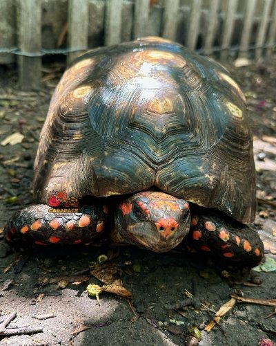 Carousel post from carapacecritters.