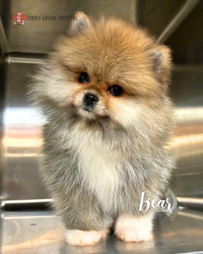 Photo post from familyanimalhospitalcm.