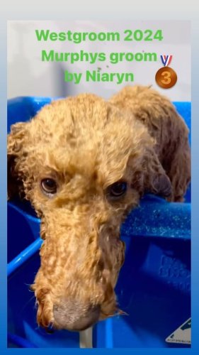 Video post from k9playtimedoggydaycare.