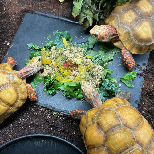 Photo post from carapacecritters.