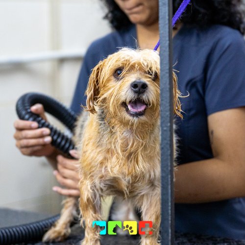 Photo post from medicalpettj.