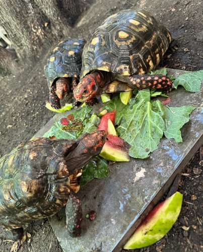 Photo post from carapacecritters.