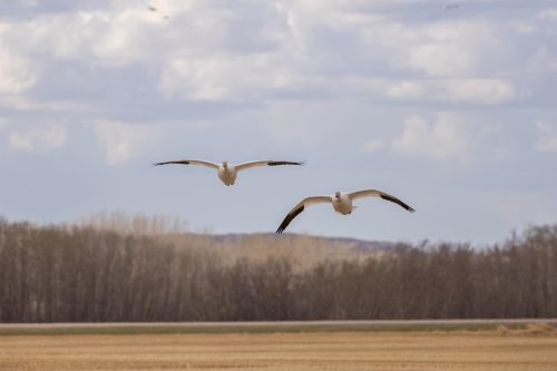Carousel post from northernskiesoutfitters.