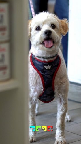 Video post from medicalpettj.