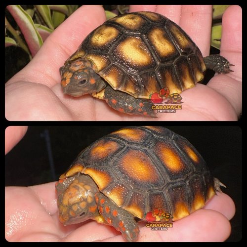 Photo post from carapacecritters.