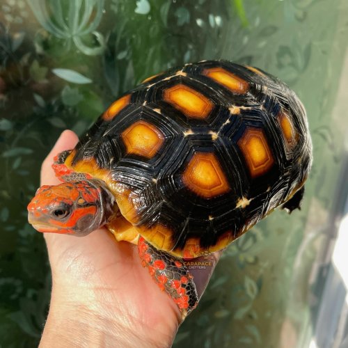 Photo post from carapacecritters.