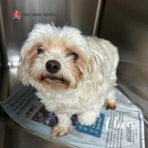 Photo post from familyanimalhospitalcm.