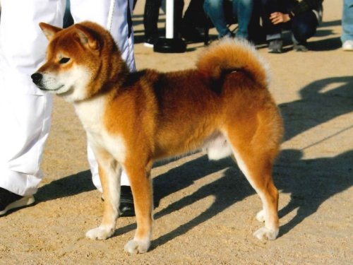 公益社団法人 日本犬保存会 – 日本犬保存会｜柴犬・紀州犬・四国犬・甲斐犬・北海道犬・秋田犬