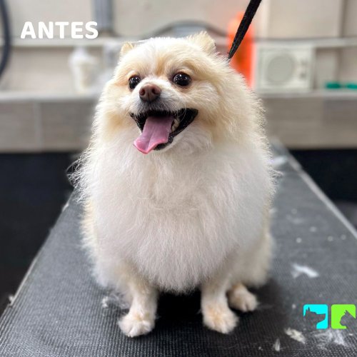 Carousel post from medicalpettj.