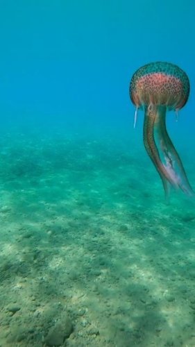 Video post from beautiful_octopus_1.