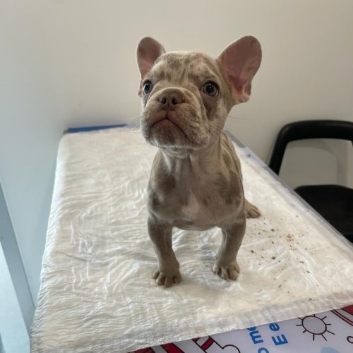 Carousel post from clinica_veterinaria_dourosul.