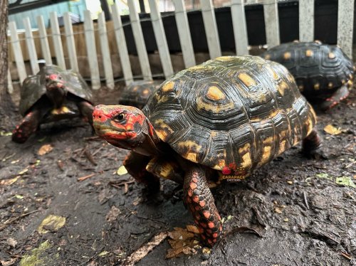 Photo post from carapacecritters.