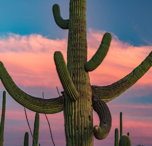 Carousel post from visittucson.
