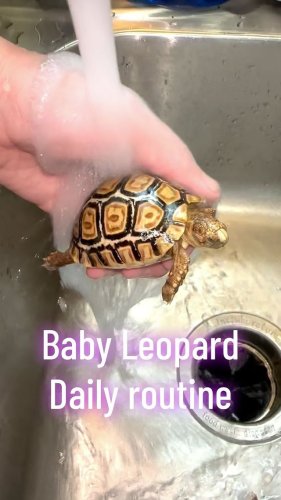 Video post from carapacecritters.