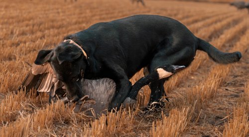 Photo post from northernskiesoutfitters.