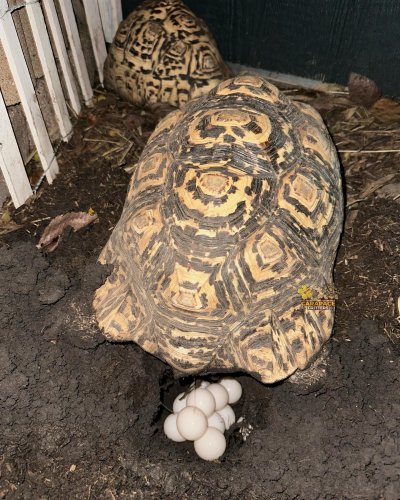 Photo post from carapacecritters.