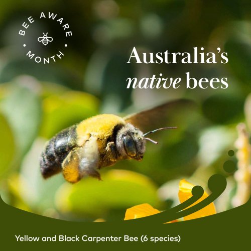 Carousel post from comvita_au.