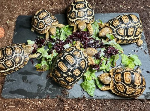 Photo post from carapacecritters.