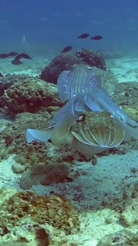 Video post from beautiful_octopus_1.