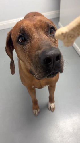 Video post from familyanimalhospitalcm.