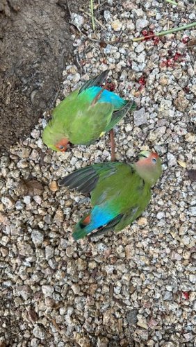 Video post from desertkingsfalconry.
