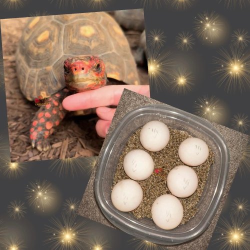 Photo post from carapacecritters.