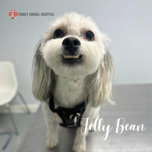 Carousel post from familyanimalhospitalcm.