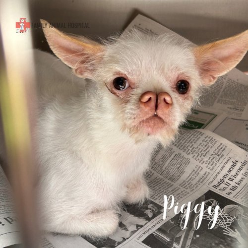 Photo post from familyanimalhospitalcm.