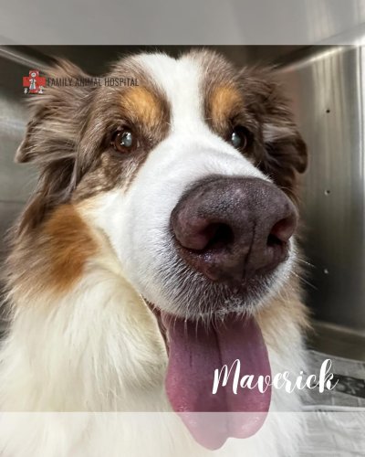 Carousel post from familyanimalhospitalcm.