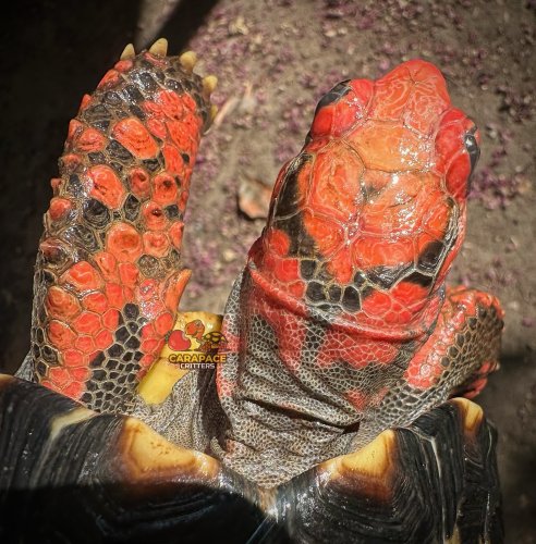 Photo post from carapacecritters.