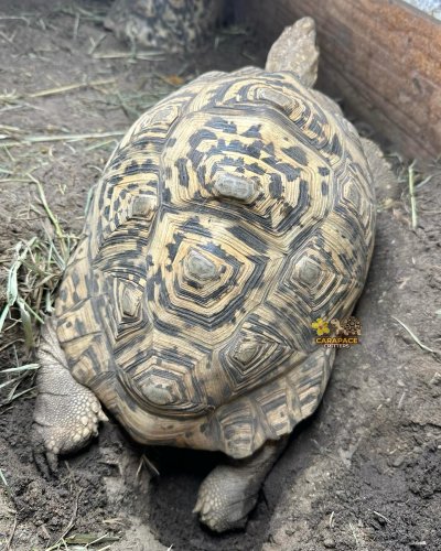 Photo post from carapacecritters.