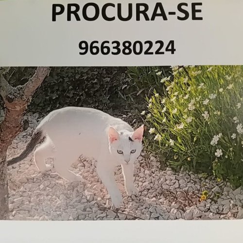 Photo post from clinica_veterinaria_dourosul.