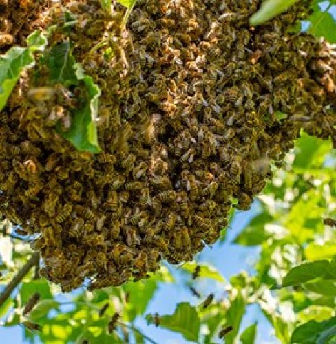 Photo post from comvita_au.