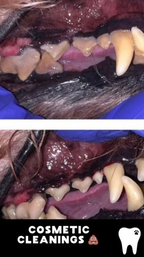 Video post from toothy.thomson.