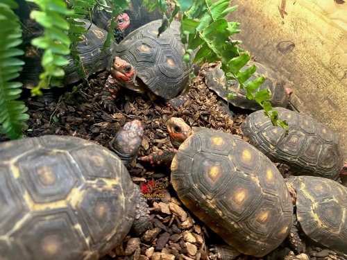 Photo post from carapacecritters.