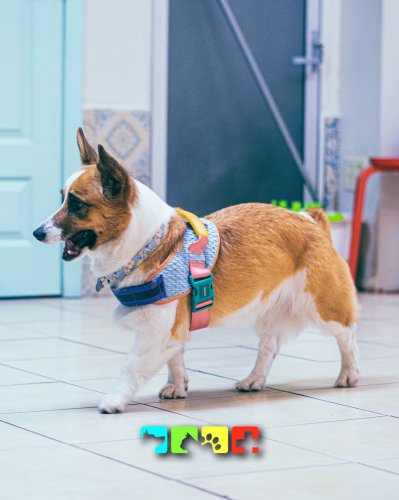 Photo post from medicalpettj.