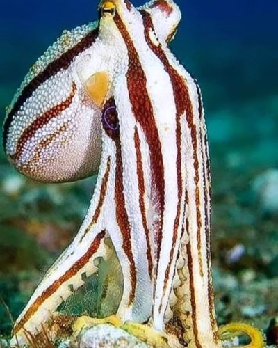 Photo post from beautiful_octopus_1.