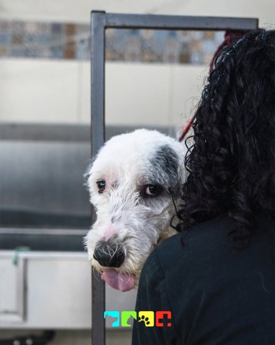 Photo post from medicalpettj.