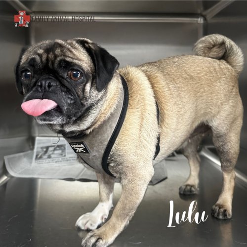 Carousel post from familyanimalhospitalcm.