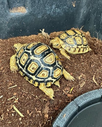 Photo post from carapacecritters.