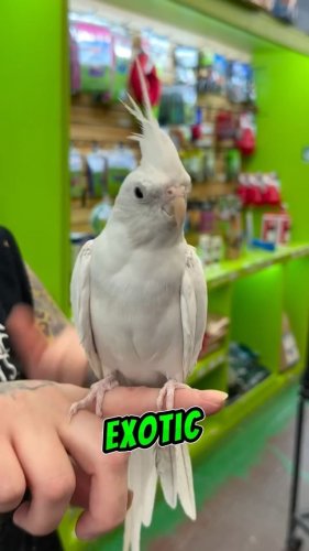 Video post from njexoticpets.